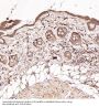 Anti-N-Cadherin-2 CDH2 CD325-Rabbit Monoclonal Antibody