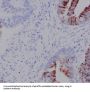 Anti-N-Cadherin-2 CDH2 CD325-Rabbit Monoclonal Antibody