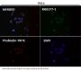 Anti-N-Cadherin-2 CDH2 CD325-Rabbit Monoclonal Antibody