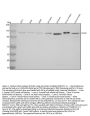 Anti-N-Cadherin-2 CDH2 CD325-Rabbit Monoclonal Antibody