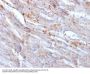 Anti-N-Cadherin-2 CDH2 CD325-Monoclonal Antibody