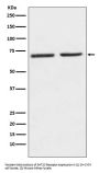 Anti-5HT2C Receptor Rabbit Monoclonal Antibody