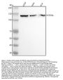 Anti-NEDD4-2 NEDD4L Rabbit Monoclonal Antibody