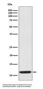 Anti-CCL19/Mip 3 Beta Rabbit Monoclonal Antibody