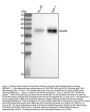 Anti-Neutrophil Elastase ELANE Rabbit Monoclonal Antibody