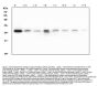 Anti-RAB27A Antibody Picoband® (monoclonal, 2F5)