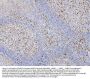 Anti-RAB27A Antibody Picoband® (monoclonal, 2F5)