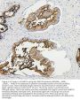 Anti-RAB27A Antibody Picoband® (monoclonal, 2F5)