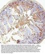 Anti-RAB27A Antibody Picoband® (monoclonal, 2F5)