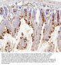 Anti-RAB27A Antibody Picoband® (monoclonal, 2F5)