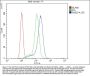 Anti-RAB27A Antibody Picoband® (monoclonal, 2F5)