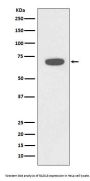 Anti-Rad18 Rabbit Monoclonal Antibody