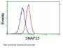 Anti-SNAP25 Mouse Monoclonal Antibody [Clone ID: OTI4B5]