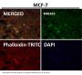 Anti-SNAP25 Rabbit Monoclonal Antibody