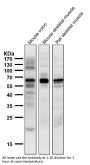 Anti-TPH1/Tph Rabbit Monoclonal Antibody
