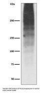 Anti-MUC16/Ca125 Rabbit Monoclonal Antibody
