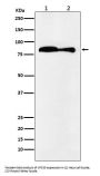 Anti-VPS35 Monoclonal Antibody