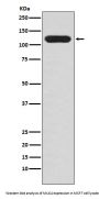 Anti-MUC4 Rabbit Monoclonal Antibody