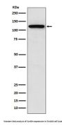 Anti-Sortilin Rabbit Monoclonal Antibody