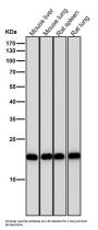 Anti-PEBP1/Pbp Rabbit Monoclonal Antibody