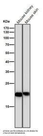 Anti-PEBP1/Pbp Rabbit Monoclonal Antibody