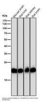 Anti-PEBP1/Pbp Rabbit Monoclonal Antibody