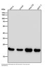 Anti-PEBP1/Pbp Rabbit Monoclonal Antibody