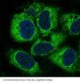 Anti-PEBP1/Pbp Rabbit Monoclonal Antibody