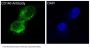 Anti-CD146 MCAM Rabbit Monoclonal Antibody