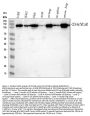 Anti-CD146 MCAM Rabbit Monoclonal Antibody
