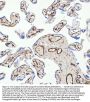 Anti-CD146 MCAM Rabbit Monoclonal Antibody