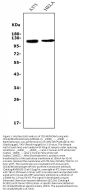 Anti-CD146/MCAM Antibody Picoband® (monoclonal, 4C12)