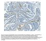 Anti-CD146/MCAM Antibody Picoband® (monoclonal, 4C12)