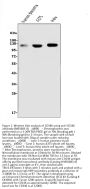 Anti-CD146/MCAM Antibody Picoband® (monoclonal, 2H12)