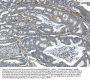 Anti-CD146/MCAM Antibody Picoband® (monoclonal, 2H12)