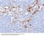 Anti-MUC18 / CD146 / MCAM (Melanoma Cell Adhesion Molecule) Monoclonal Antibody