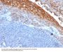 Anti-MUC18 / CD146 / MCAM (Melanoma Cell Adhesion Molecule) Monoclonal Antibody