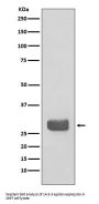 Anti-14-3-3 epsilon YWHAE Rabbit Monoclonal Antibody