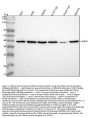 Anti-67kDa Laminin Receptor RPSA Rabbit Monoclonal Antibody