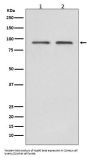 Anti-Hsp90 beta HSP90AB1 Rabbit Monoclonal Antibody