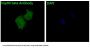 Anti-Hsp90 beta HSP90AB1 Rabbit Monoclonal Antibody