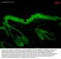 Anti-HSP90 Monoclonal Antibody