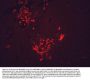 Anti-HSP90 Monoclonal Antibody