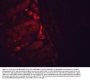 Anti-HSP90 Monoclonal Antibody