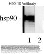Anti-HSP90 Monoclonal Antibody