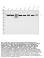 Anti-Hsp90 beta HSP90AB1 Rabbit Monoclonal Antibody