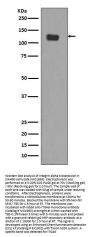 Anti-Integrin alpha 6 ITGA6 Rabbit Monoclonal Antibody
