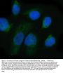 Anti-Integrin alpha 6 ITGA6 Rabbit Monoclonal Antibody