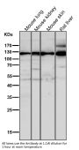 Anti-Integrin alpha 6 ITGA6 Rabbit Monoclonal Antibody