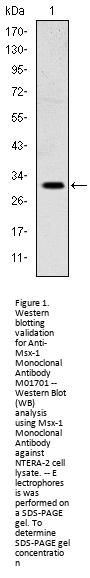 Anti-Msx-1 Monoclonal Antibody